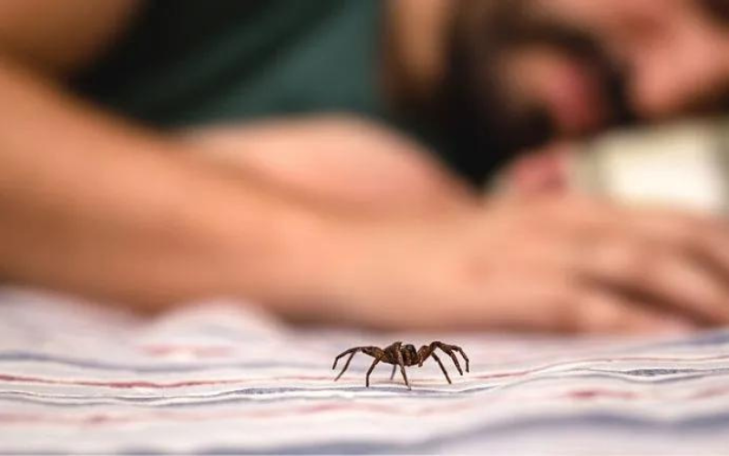 Sleeping Near a Spider: Should You Share Your Bed with Arachnids?