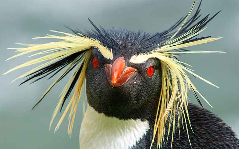 Yellow Hair Penguin: Exploring a Unique Phenomenon